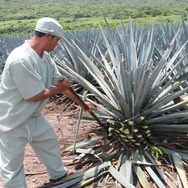 Sirop d'Agave Agave Syrup Nobazul